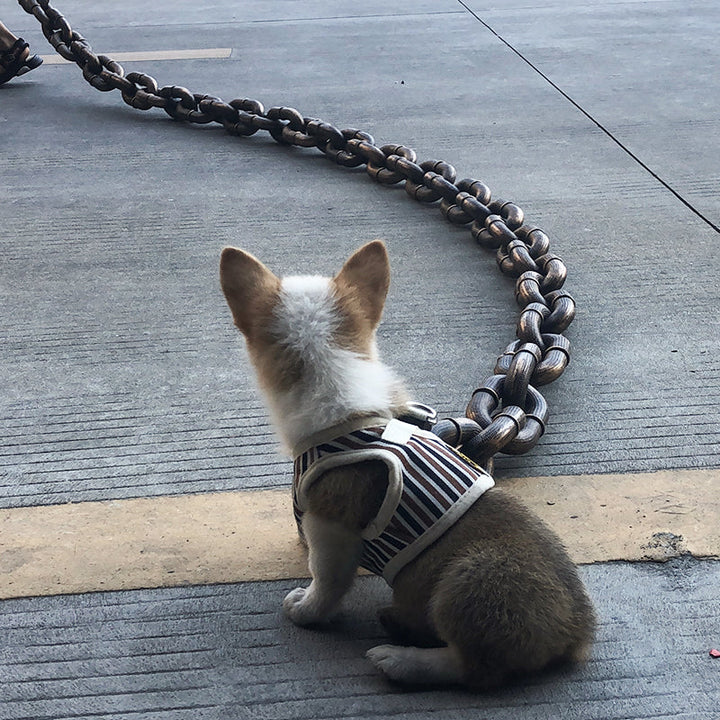 Kleiner Hund im gestreiften Geschirr sitzt auf Betonboden neben großer Metallkette.