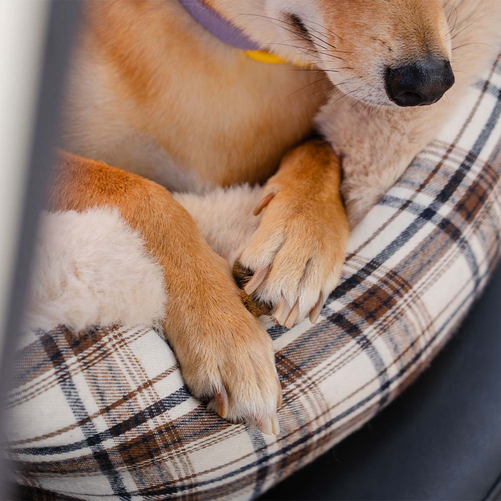 Plastová autosedačka pro domácí mazlíčky – RideSafe CozySeat