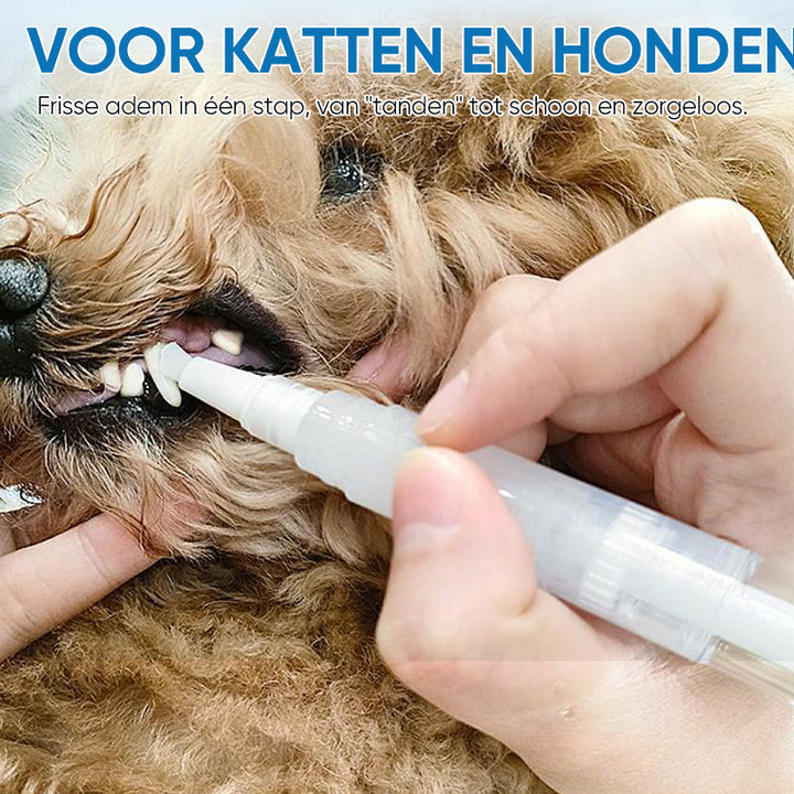 Hund erhält Zahnpflege mit Zahnbürste, geeignet für Katzen und Hunde, Zahnhygiene, Tierpflege.