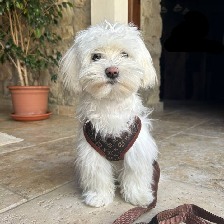 Hodinové vodítko a popruh – PawLuxe