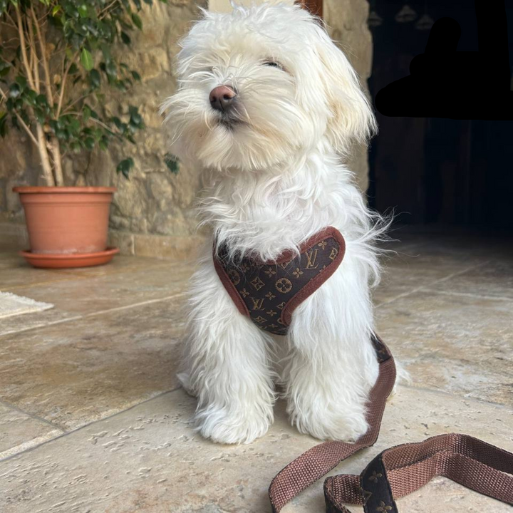 Hodinové vodítko a popruh – PawLuxe