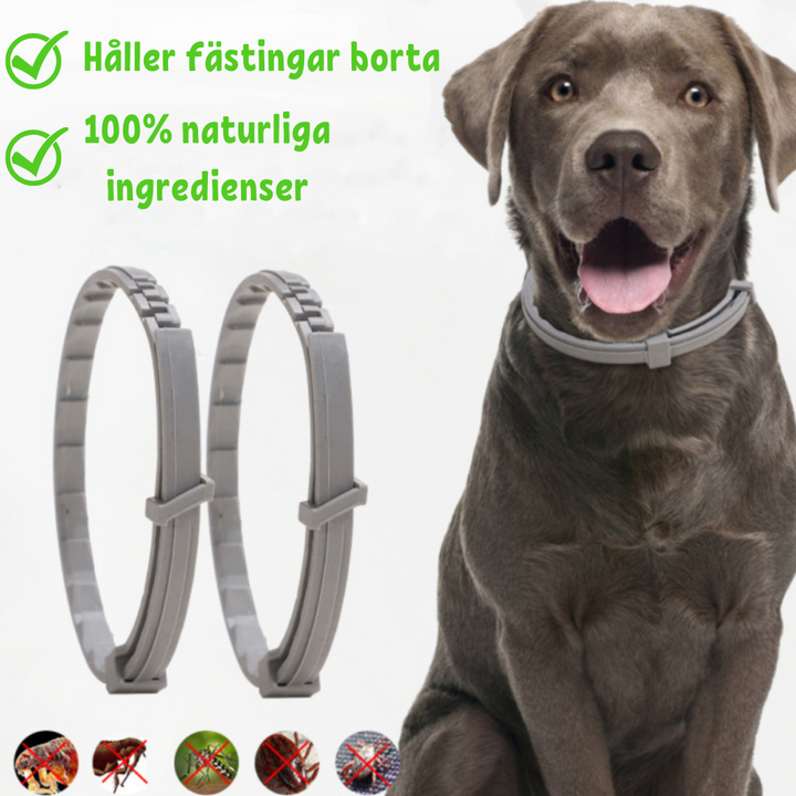 Grauer Hund mit Zeckenhalsband, 100% natürliche Inhaltsstoffe, Zeckenschutz für Hunde.