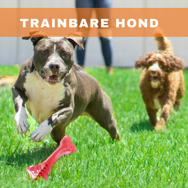 Zwei Hunde spielen im Gras mit rotem Kauspielzeug, trainierbare Hunde, Outdoor-Aktivität.