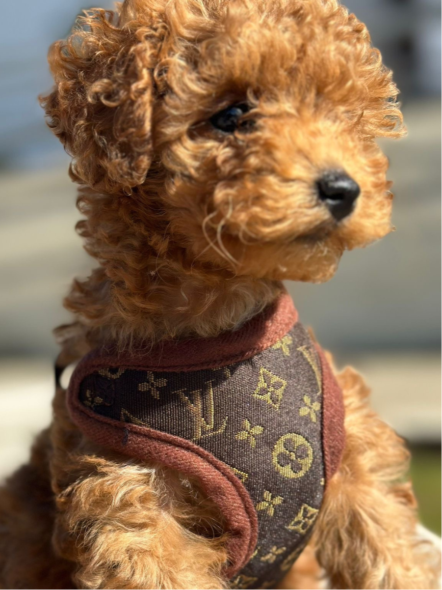 Hodinové vodítko a popruh – PawLuxe