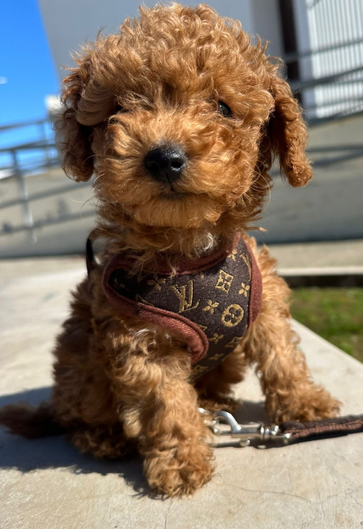 Hodinové vodítko a popruh – PawLuxe