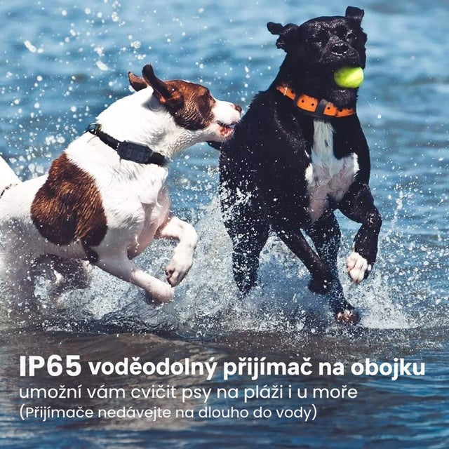 Dva mokří psi si hrají v mělké vodě na pláži, jeden má v tlamě tenisák 2