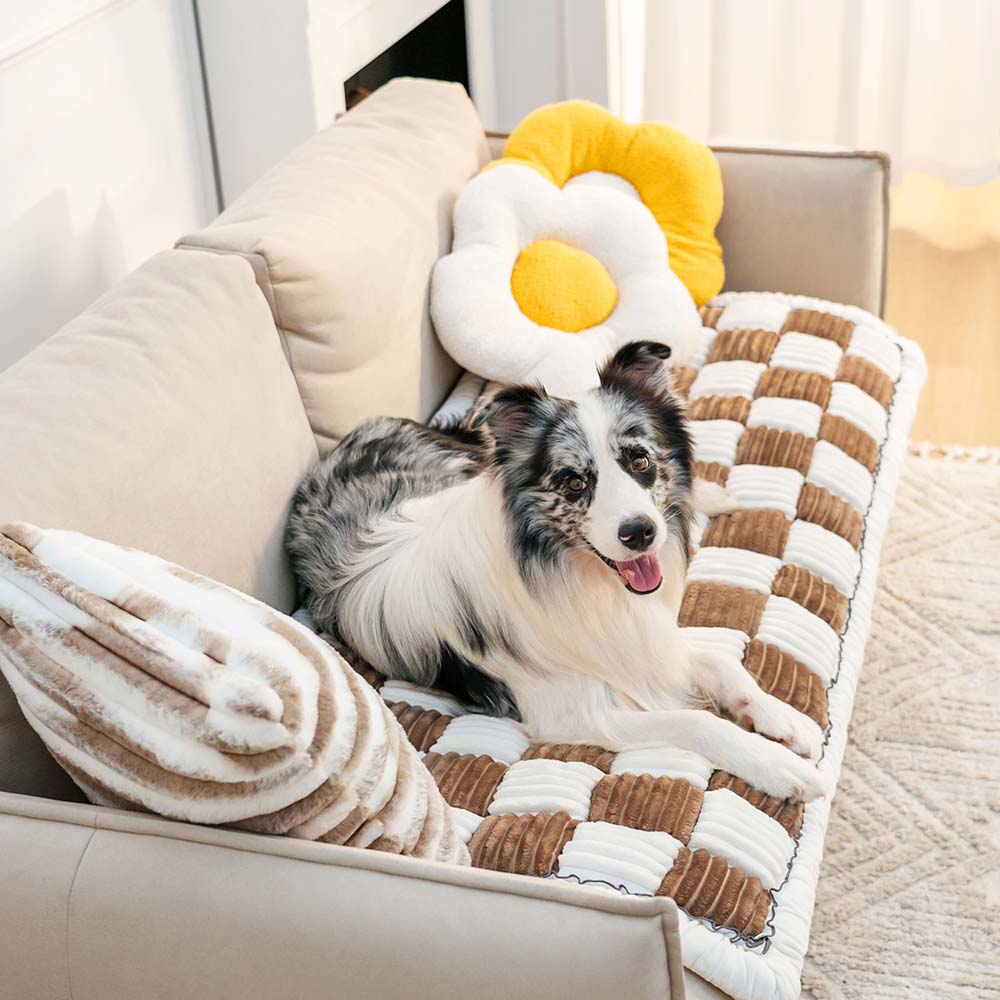 Hund auf cremefarbenem kariertem Haustierbettbezug auf Sofa mit Blumen- und Streifenkissen.