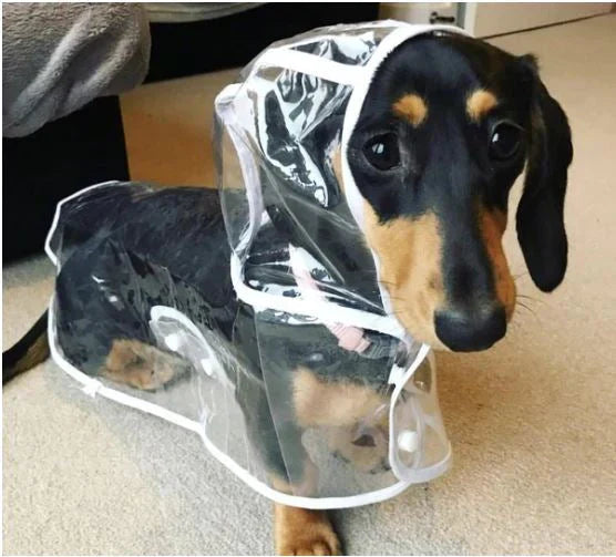 Dackel im transparenten Regenmantel, Hundebekleidung, wasserdicht, Haustierzubehör, niedlich.