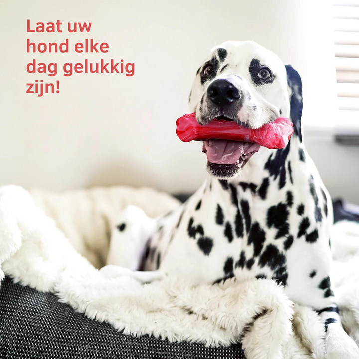 Dalmatiner mit rotem Kauspielzeug auf weißem Bett, glücklicher Hund, Haustierpflege.