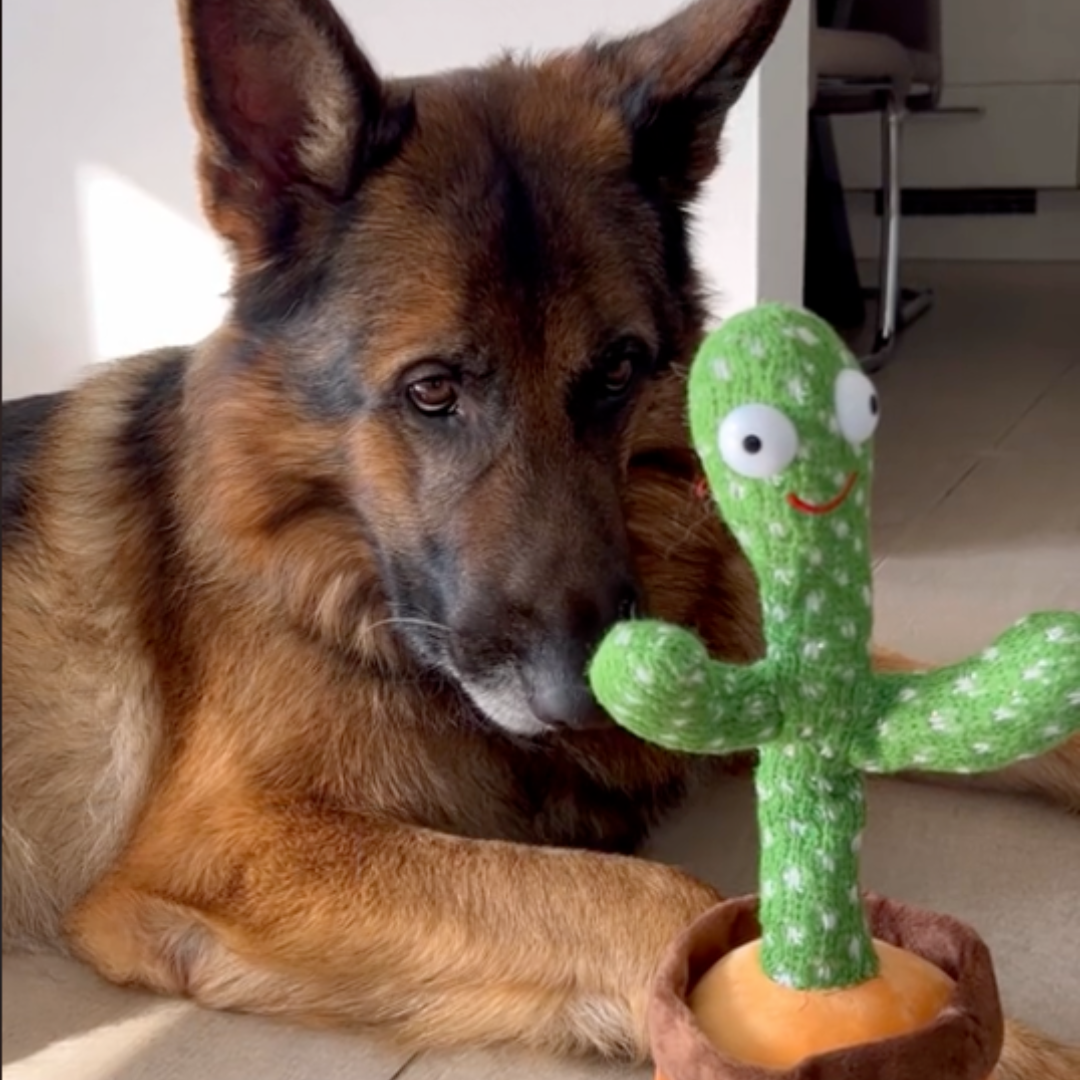 Deutscher Schäferhund mit grünem Kaktus-Spielzeug aus Stoff im Wohnzimmer.