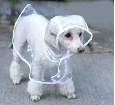Weißer Pudel im transparenten Regenmantel auf Gehweg, Hundebekleidung, Haustierzubehör.