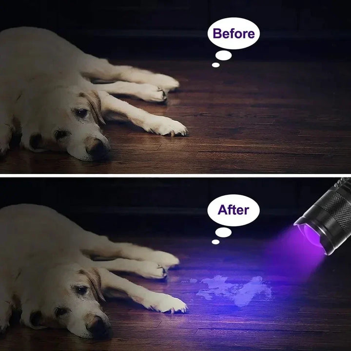 Oben: Hund auf Holzboden. Unten: UV-Taschenlampe zeigt Flecken auf Holzboden.