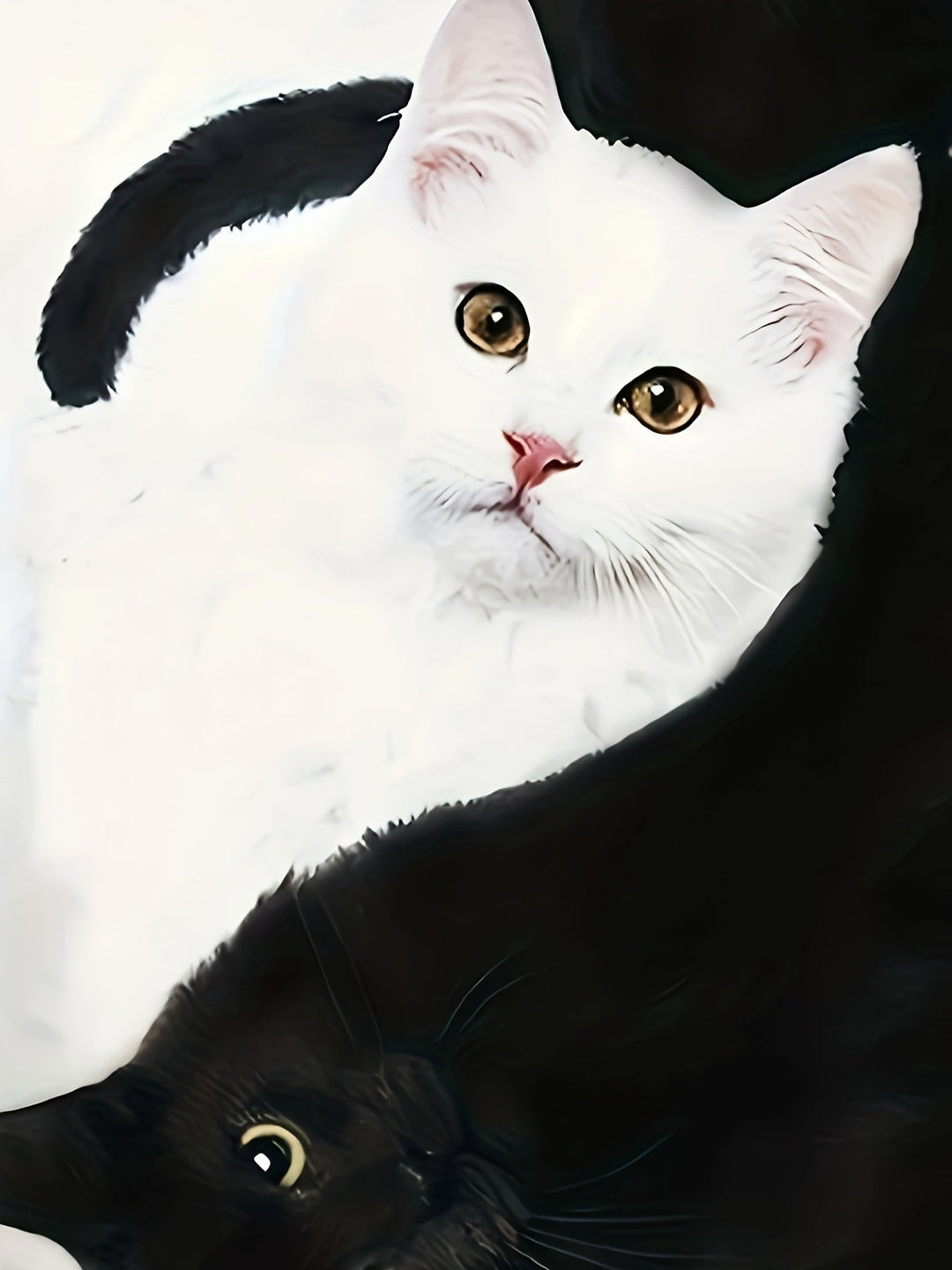 Weiße und schwarze Katze liegen zusammen, Nahaufnahme, Haustiere, Tierfotografie, Katzenfreunde.