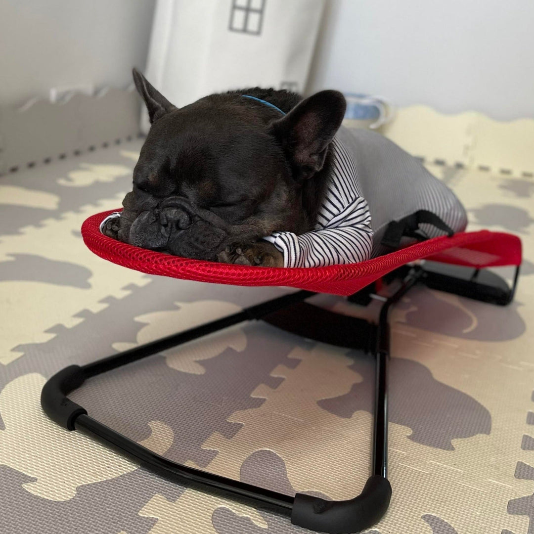 Schwarzer französischer Bulldogge-Welpe schläft auf rotem Hundebett, gestreiftes Shirt, Innenraum.
