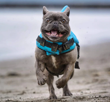 Französische Bulldogge mit blauer Hundeschwimmweste am Strand, Sicherheitsausrüstung für Hunde.