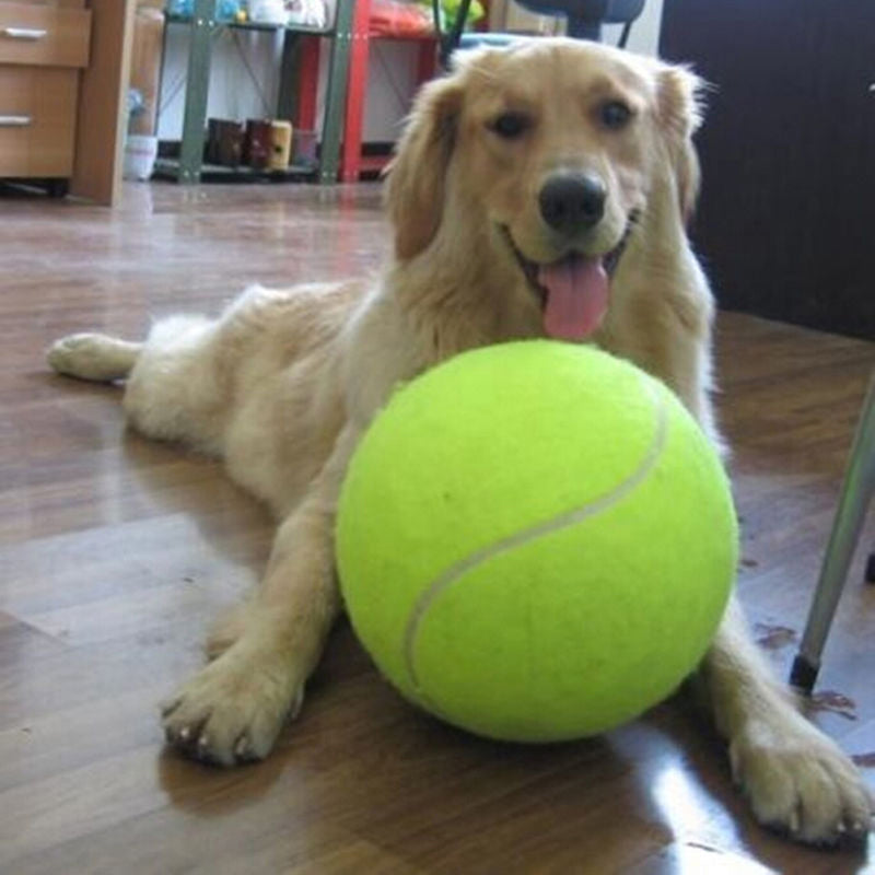 Golden Retriever mit großem gelbem Tennisball auf Holzboden, spielbereit und fröhlich.