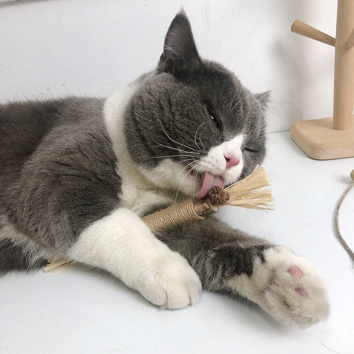 Graue Katze leckt Spielzeug aus Sisal, liegt entspannt auf weißem Boden.
