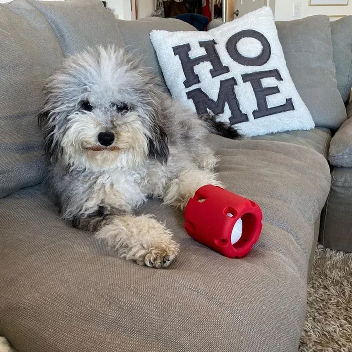 Grauer Hund auf grauem Sofa mit rotem Hundespielzeug, HOME-Kissen im Hintergrund.