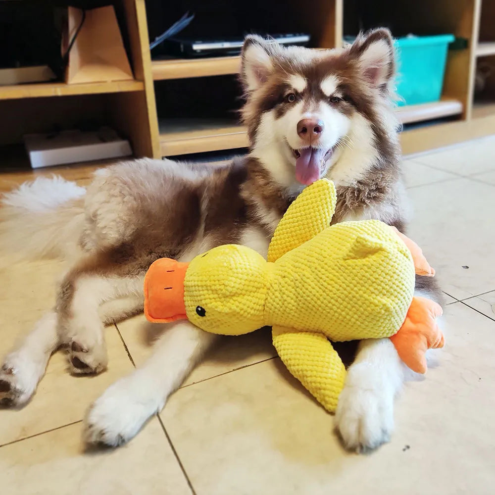 Hund mit gelbem Plüsch-Entenspielzeug, flauschig, braun-weiß, auf Fliesenboden liegend.