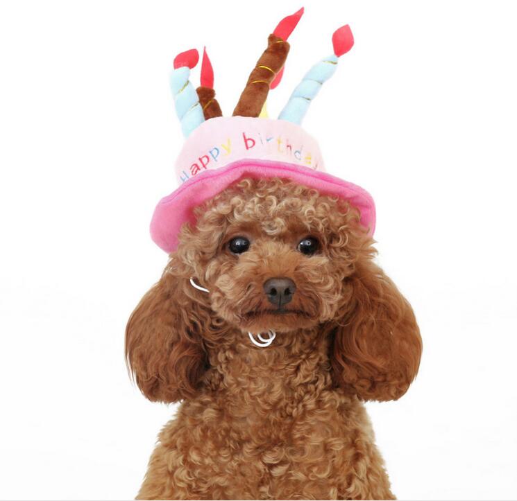 Lockiger brauner Pudel mit rosa Geburtstagsmütze, bunte Kerzen, niedlicher Hund.