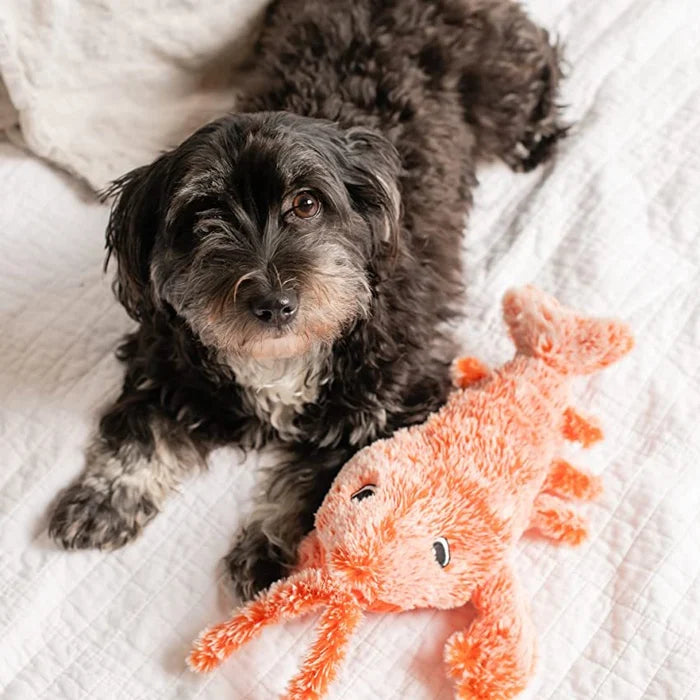 Schwarzer Hund mit orangefarbenem Plüsch-Hummer auf weißer Decke, Haustier-Spielzeug.