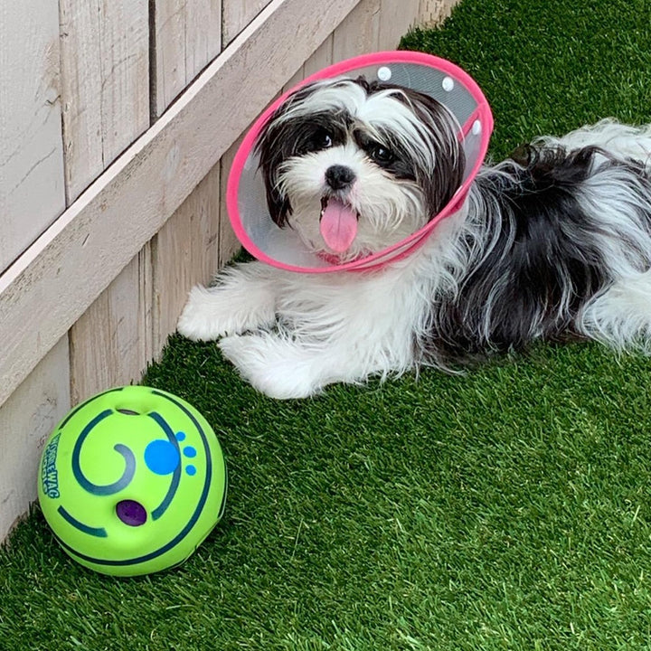 Kleiner Hund mit rosa Halskrause auf Kunstrasen neben grünem Spielball.