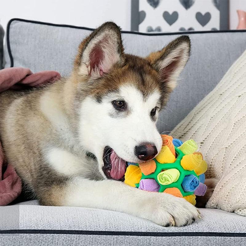 Hund mit buntem Schnüffelball auf grauem Sofa, Spielzeug für neugierige Haustiere.