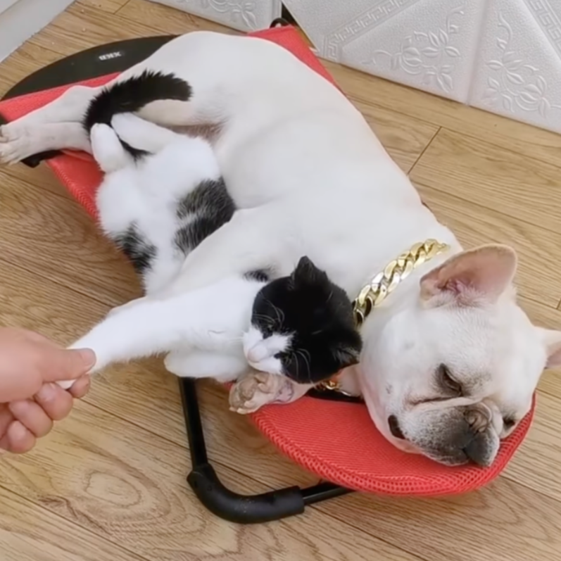 Schlafender Hund und Katze auf rotem Bett, Hund mit goldener Kette, Holzboden.