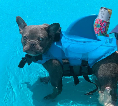 Französische Bulldogge in blauer Hundeschwimmweste mit Haiflosse im Pool.