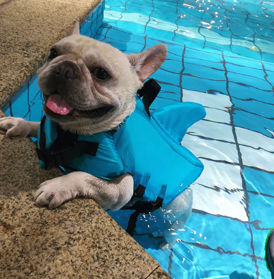 Französische Bulldogge in blauer Hundeschwimmweste im Pool, Sicherheitsweste für Hunde.