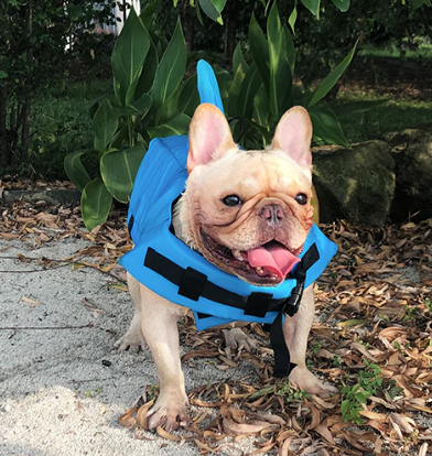 Französische Bulldogge mit blauer Hundeschwimmweste und Haifischflosse im Freien.