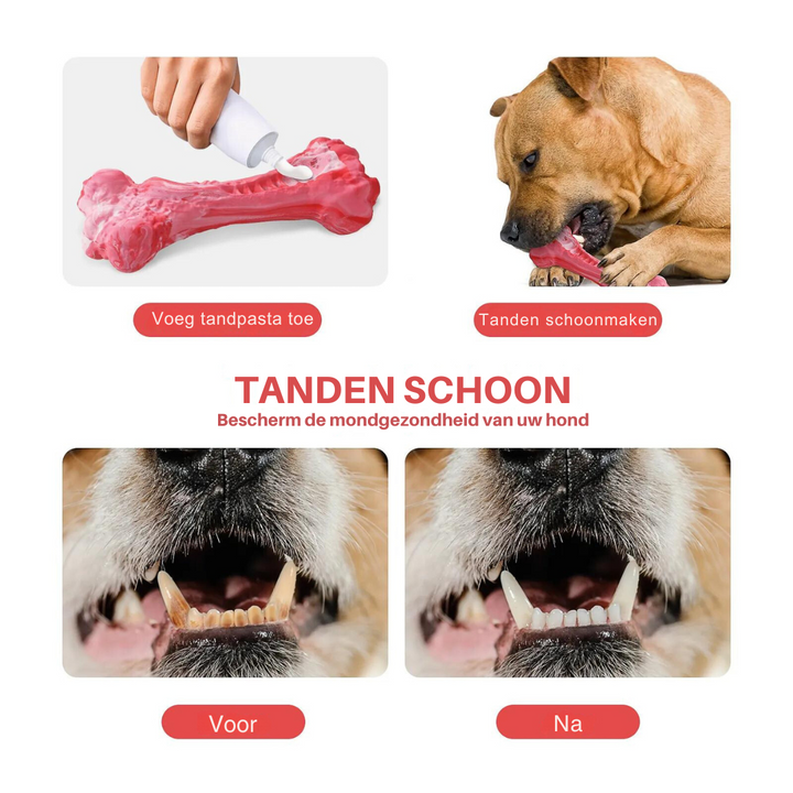 Hundezahnpflege: Hund kaut auf rotem Kauspielzeug mit Zahnpasta, Vorher-Nachher-Zahnbild.