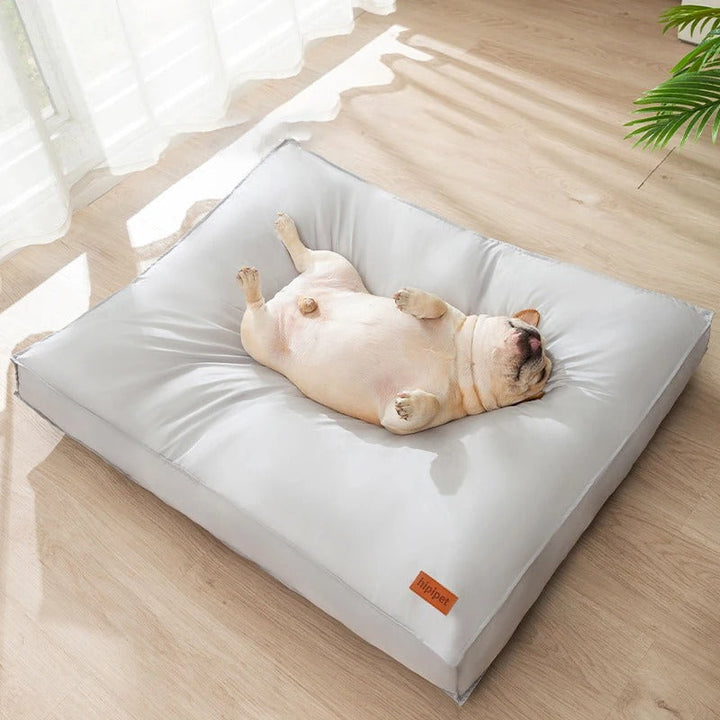 Französische Bulldogge schläft auf grauem Hundebett, Sonnenlicht, Holzboden, gemütlich.