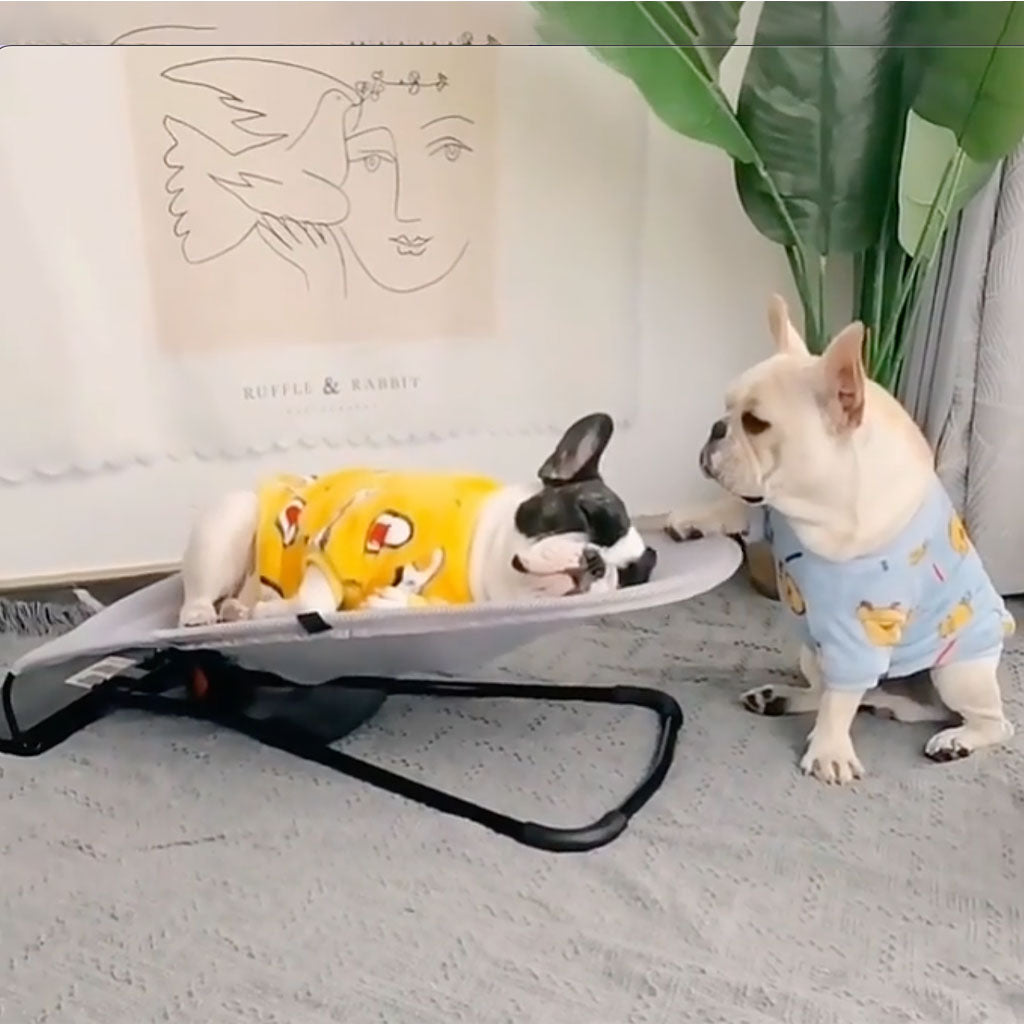Französische Bulldoggen in bunten Pullovern auf grauem Schaukelstuhl, gemütliches Wohnzimmer.