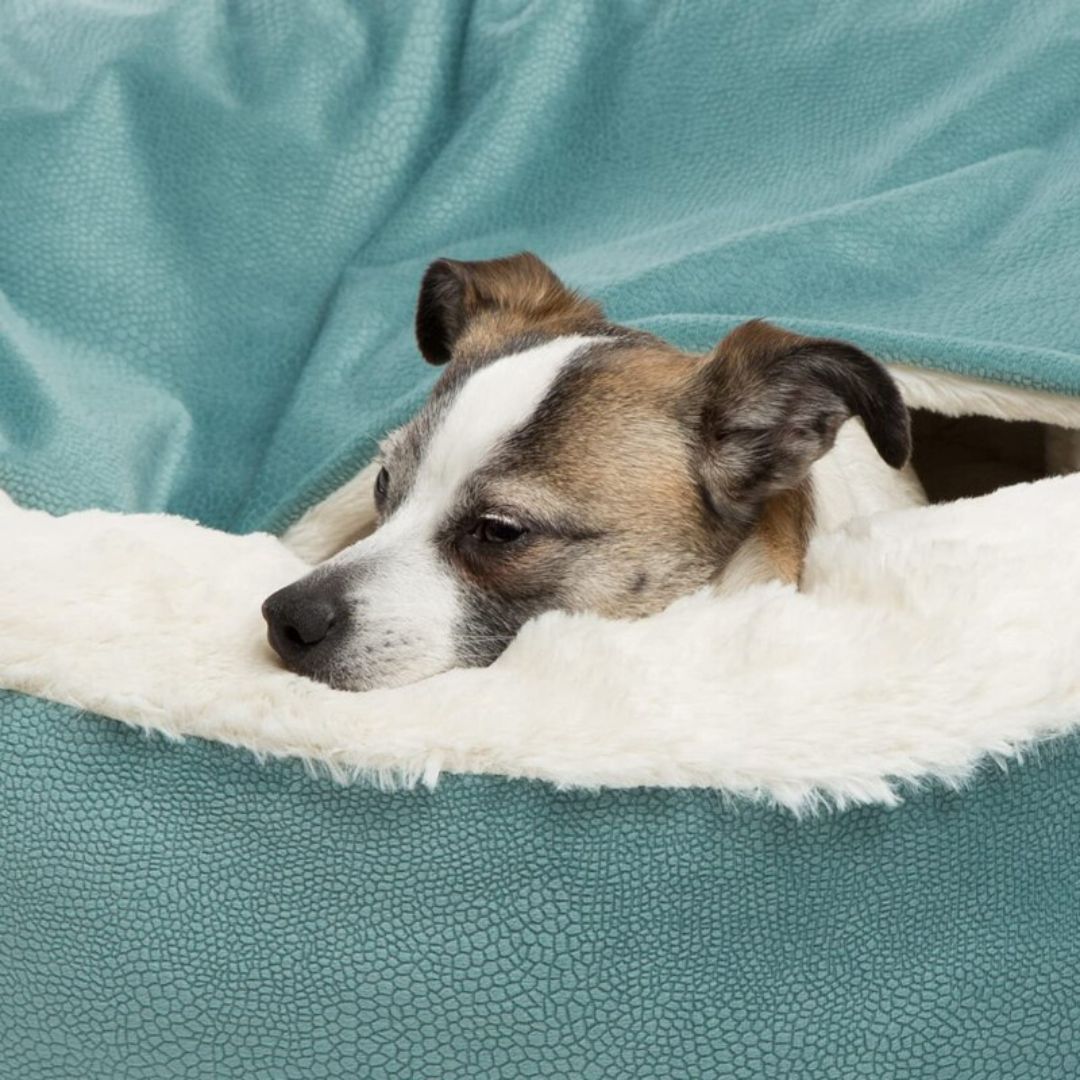 Hund in türkisfarbenem Hundebett mit weißem Plüsch, gemütlich liegend, Haustierkomfort.