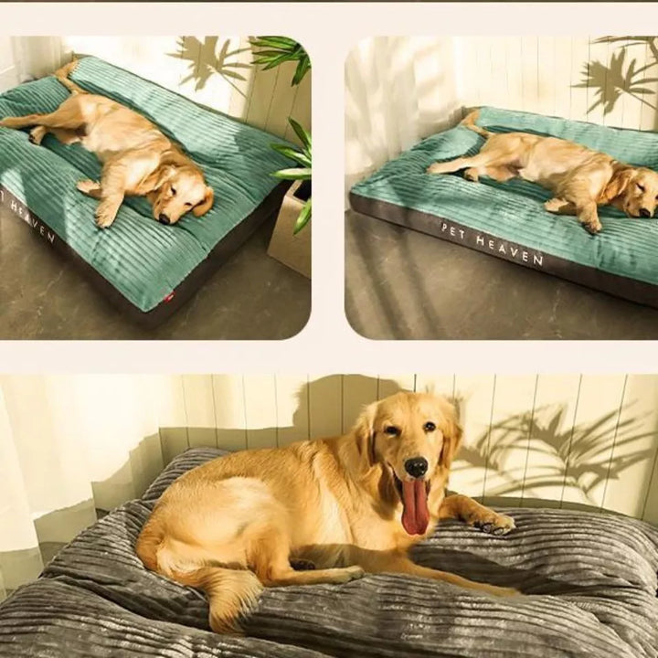 Golden Retriever auf grünem Hundebett, PET HEAVEN, bequem, entspannend, Sonnenlicht, Innenraum.