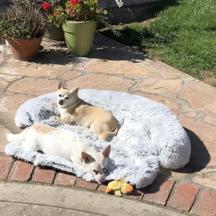 Zwei kleine Hunde auf grauem, flauschigem Hundebett im Garten, umgeben von Pflanzen.