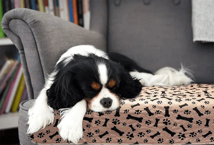 Schlafender Hund auf waschbarer Hundedecke mit Pfotenmuster auf grauem Sofa.