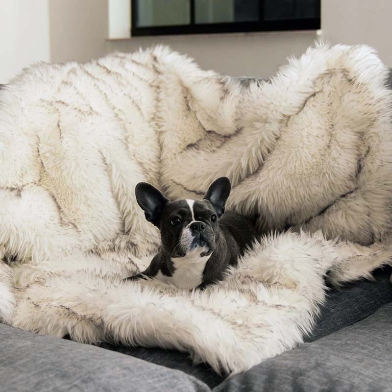 Französische Bulldogge auf weißem Kunstfell-Überwurf auf grauem Sofa, gemütliches Wohnzimmer.
