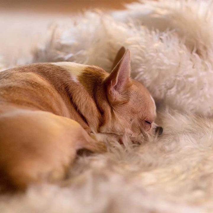 Schlafender Chihuahua auf weichem, beigem Fellteppich, gemütlich, Haustier, Entspannung.