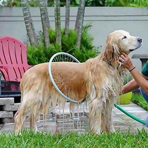 Hundedusche im Garten, goldener Retriever, Haustierpflege, Outdoor-Hundebad, Wasserschlauch.