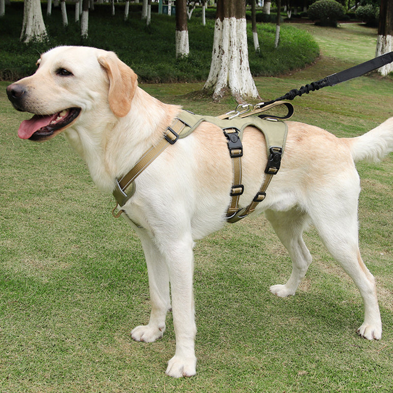 Gelber Labrador mit robustem, verstellbarem Hundegeschirr auf grünem Rasen.