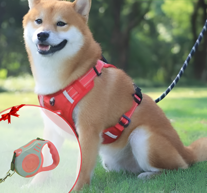 Fröhlicher Hund mit rotem Geschirr im Park, Flexi-Rollleine im Vordergrund.