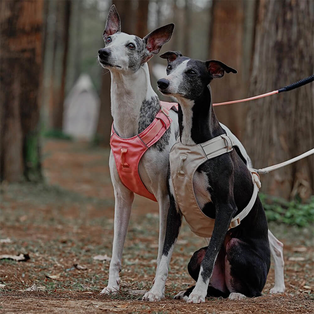 Zwei Hunde mit rosa und beigem Geschirr im Wald, atmungsaktiv und wasserdicht.