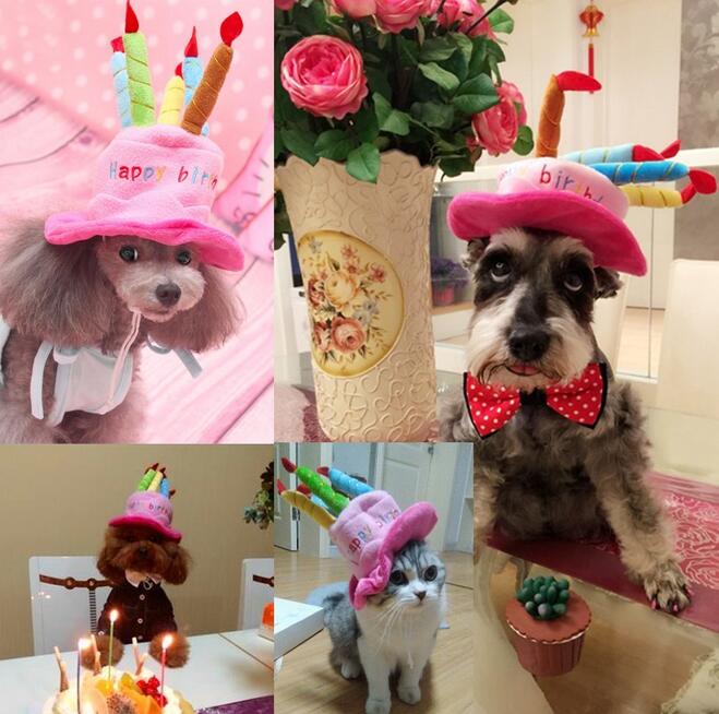 Hunde und Katze mit bunten Geburtstagsmützen, Partyhüte, Feier, Haustiere, lustig, niedlich.