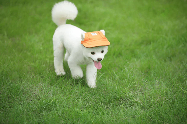 Weißer Hund mit orangefarbenem Hut auf grünem Rasen, süßes Haustier, Sommermode für Hunde.