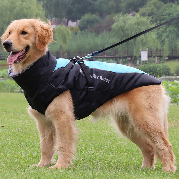 Goldener Retriever mit schwarzem und blauem Hundemantel, angeleint im Park.