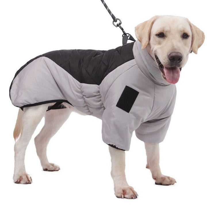 Labrador im grauen Hundemantel mit Leine, Winterjacke für Hunde, wetterfest, warm.