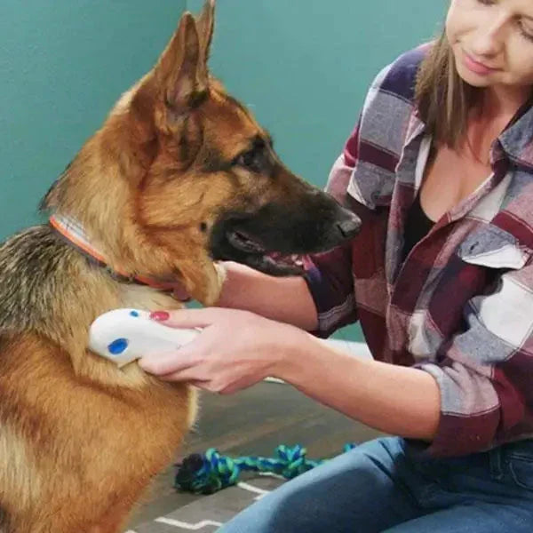 Frau bürstet Deutschen Schäferhund mit elektrischem Haustierpflegegerät im Wohnzimmer.