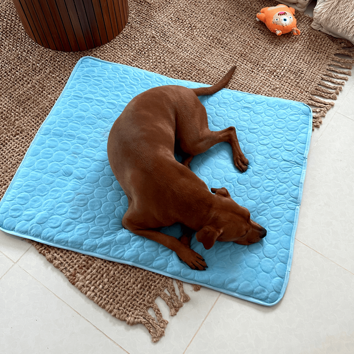 Hund auf blauem Kühlmatte, brauner Teppich, Spielzeug, Haustierbedarf, Sommer, Entspannung.